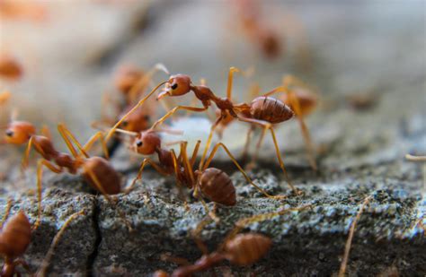 fire ant pest control services